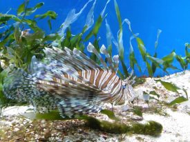 Today’s inlet: Lionfish.