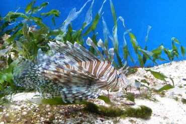 Today’s inlet: Lionfish.