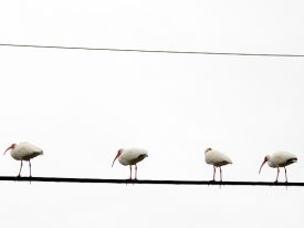 Today’s inlet: Ibis on a wire.