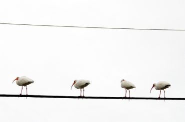 Today’s inlet: Ibis on a wire.