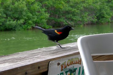 Today’s inlet: Red winged blackbird.