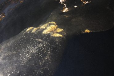 Today’s inlet: Manatee tail.