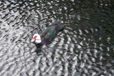 Today’s inlet: Duck.