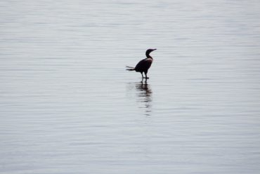 Today’s inlet: Walking on water.