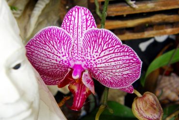 Today’s inlet: The orchid and the mermaid.