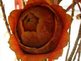 Today’s inlet: Orange flower.