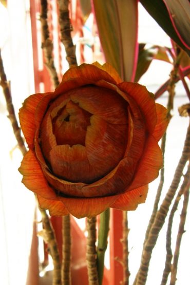 Today’s inlet: Orange flower.