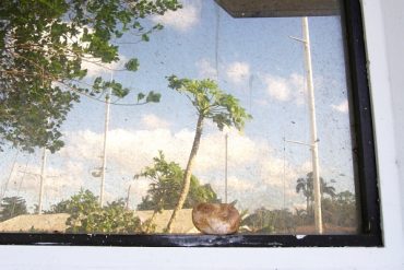 Today’s inlet: In the window.