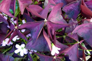 Today’s inlet: Purple Shamrock.