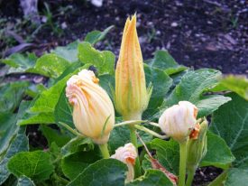 Today’s inlet: Squash flowers.