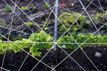 Today’s inlet: Bean strings.