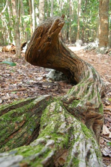 Today’s inlet: Fallen.