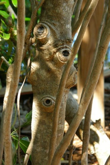 Today’s inlet: Seven Year Apple.