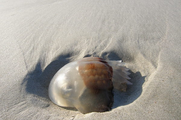 Today’s inlet: Jellyfish.