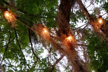 Today’s inlet: Mossy lights.