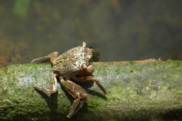 Today’s inlet: Crab.