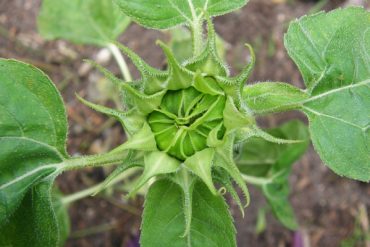 Today’s inlet: Sunflower.