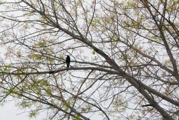 Today’s inlet: Bird in tree.