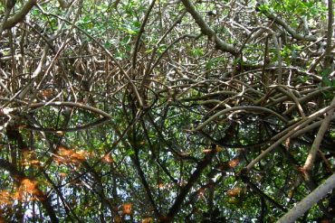 Today’s inlet: Mangroves.