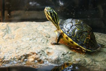 Today’s inlet: Turtle 2.