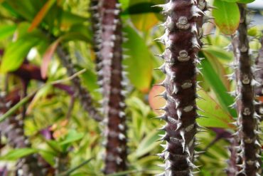 Today’s inlet: Crown of Thorns 2.