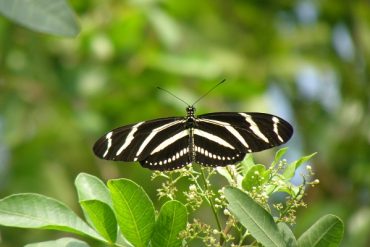 Today’s inlet: Butterfly.