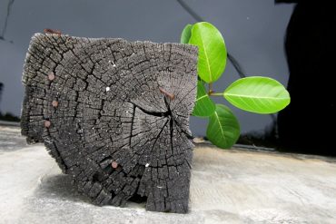 Today’s inlet: Graft.