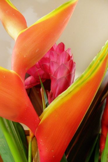 Today’s inlet: Tropical arrangement.