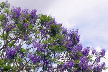 Today’s inlet: Jacaranda.