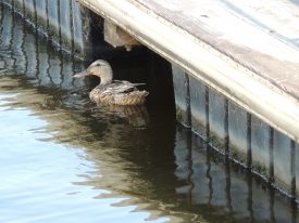 Today’s inlet: Duck 2.