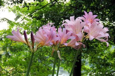 Today’s inlet: Surprise lilies.