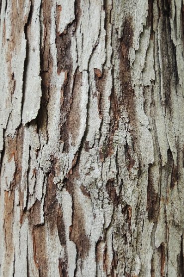 Today’s inlet: Bark.