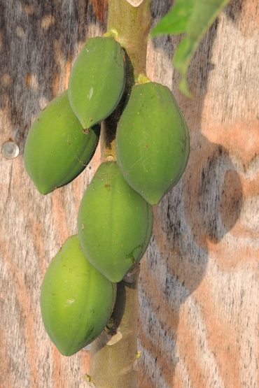 Today’s inlet: Papayas.