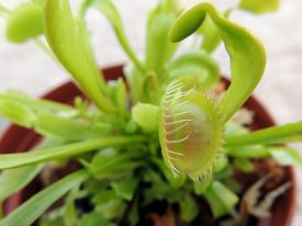 Today’s inlet: Venus Fly Trap.
