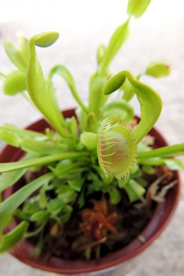 Today’s inlet: Venus Fly Trap.