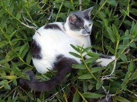 Today’s inlet: Garden cat.