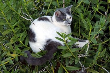 Today’s inlet: Garden cat.