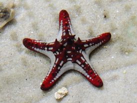 Today’s inlet: Starfish.