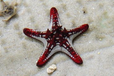 Today’s inlet: Starfish.