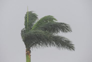 Today’s inlet: Wind in the palm trees.