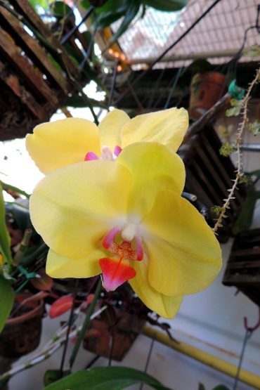 Today’s inlet: Yellow Orchids.