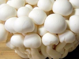 Today’s inlet: Bunapi mushrooms.