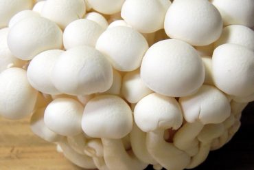 Today’s inlet: Bunapi mushrooms.