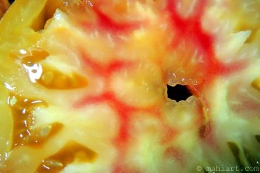 Today’s inlet: Heirloom tomato.