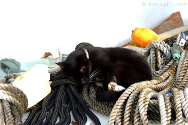 Today’s inlet: Boat yard cat.