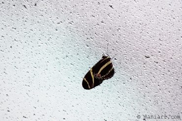 Today’s inlet: Butterfly 3.
