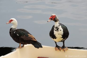 Today’s inlet: Mr. and Mrs. Duck.