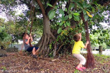 Today’s inlet: Swinging in the tree.