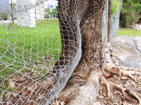 Today’s inlet: The tree and the fence.