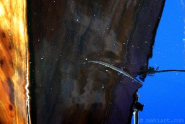 Today’s inlet: Pencil fish.